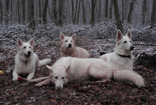 Keona,Davinia,Dash,Coralie